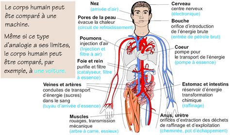 Planche Anatomique Du Corps Humain