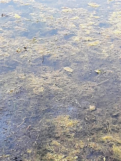 Hidden Hoppers by TennesseeDarling on DeviantArt