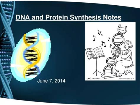 Ppt Dna And Protein Synthesis Notes Powerpoint Presentation Free Download Id 1428598