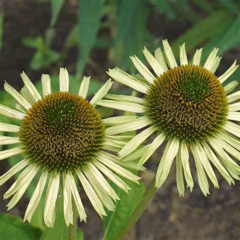 Purpur Sonnenhut Avalanche Echinacea Purpurea Avalanche