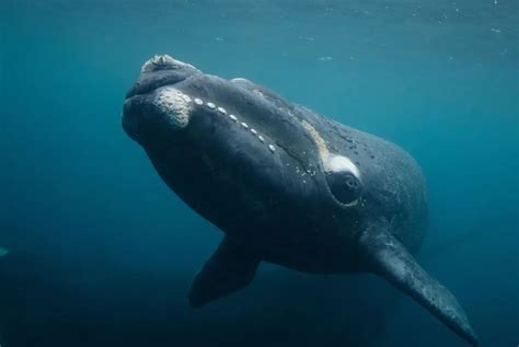 Top Ten Largest Whale Species With Pictures & Amazing Facts