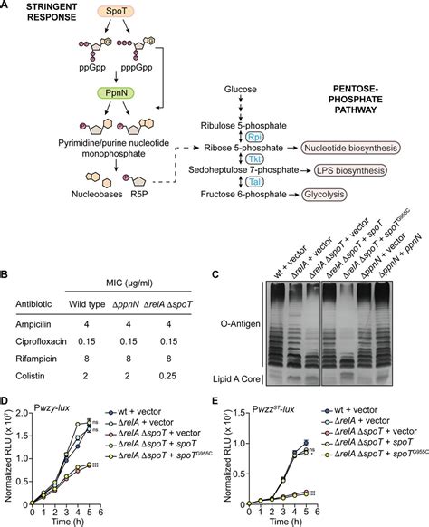 P Ppgpp Dependent Regulation Of The Nucleotide Hydrolase Ppnn Confers