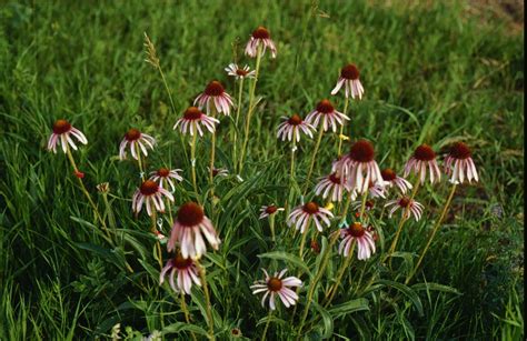 purple coneflower – My Chicago Botanic Garden