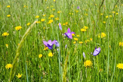 Wildflowers in grass stock image. Image of leaf, wild - 24061585