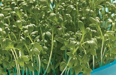 Cress Definition Examples Edible Uses Facts Britannica 49 Off