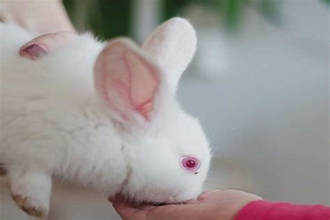 Why Do White Rabbits Have Red Eyes