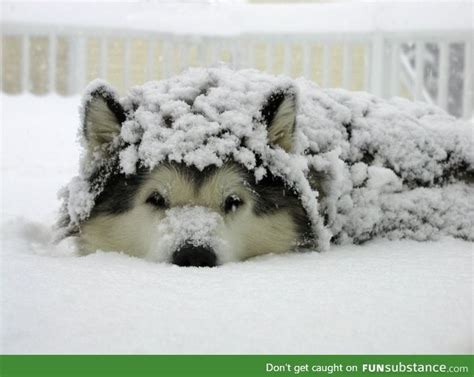 Snow dog - FunSubstance