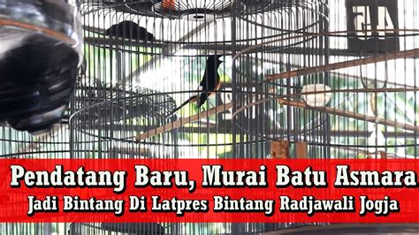 Latpres Bintang Radjawali Murai Batu Asmara Pendatang Baru Curi