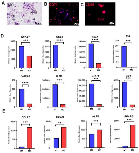 JCM Free Full Text The Influence Of Apremilast Induced Macrophage