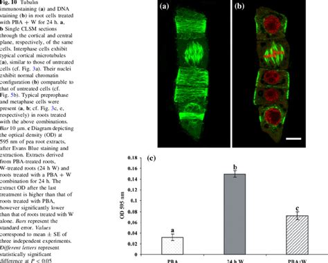 Tubulin Immunostaining A And Dna Staining B In Root Cells Treated