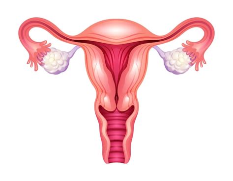 Uterus Système Reproducteur Féminin Illustration Vectorielle Isolée Sur