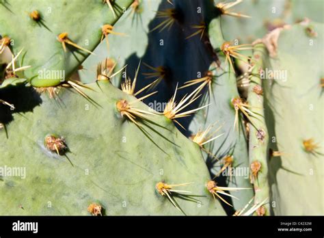 Opuntia Nopales More Commonly Known Hi Res Stock Photography And Images