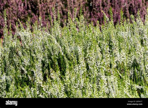 White Callunas Flower Scotch Heather Calluna Vulgaris Common