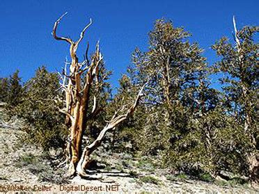 Bristlecone Pine Forest - Inyo National Forest