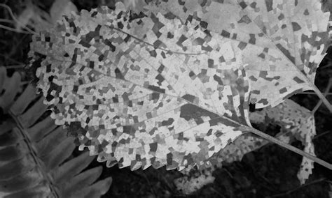 crossing  pond    videopoems featured  haikulife