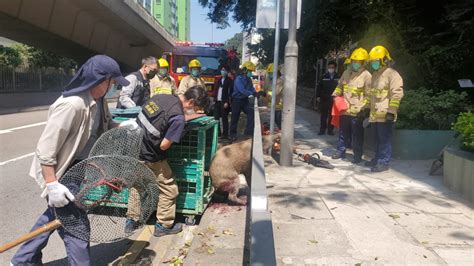 豬頭卡鐵欄 野豬困葵涌馬路邊消防救出