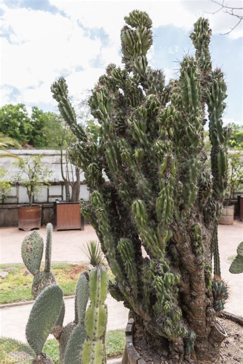 Rhipsalis Cereuscula Um Guia Desta Suculenta Guia Das Suculentas