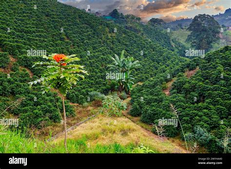 African Tulip Cafetales Coffee Plantations Coffee Cultural Landscape