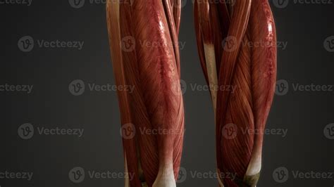 Muscular System of human body animation 5841800 Stock Photo at Vecteezy