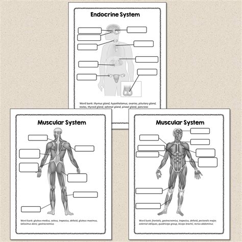 Human Body Systems Diagrams Suburban Science