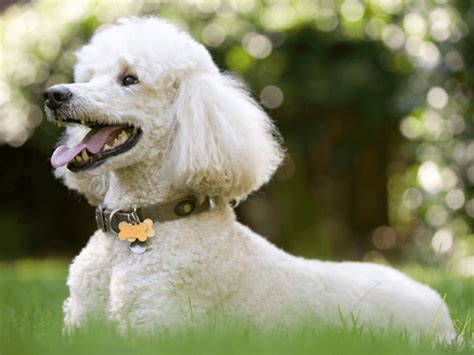 Poodle Dog Breed | UKPets