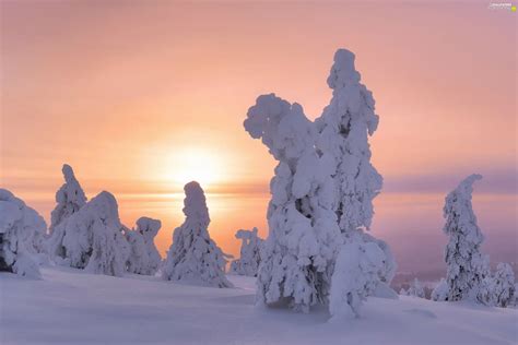 viewes, snowy, Lapland, trees, winter, Great Sunsets, Finland - For phone wallpapers: 2560x1709