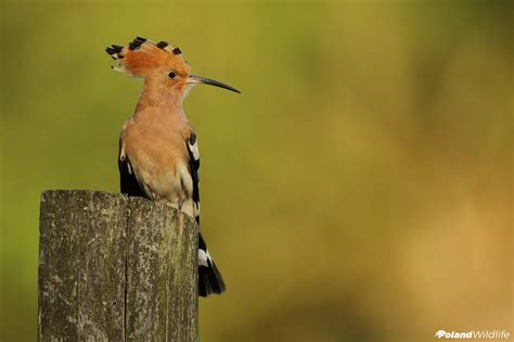 Ptaki wiosenne - Poland WildLife - Kutno