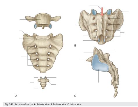 Sacrum And Coccyx