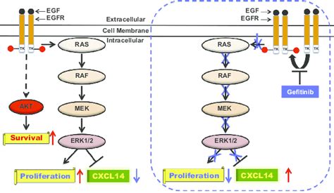 Expression Of The Chemokine CXCL14 Is A Predictive Biomarker For Tumor