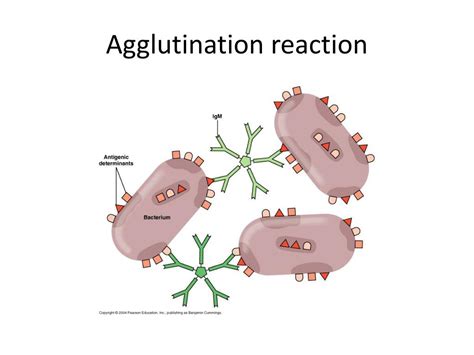 Ppt Antigen Antibody Reactions Powerpoint Presentation Free Download