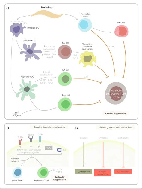 Summary Of Putative Mechanisms Through Which Helminths Could Modulate