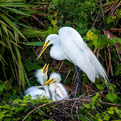 Great Egret | Audubon Field Guide