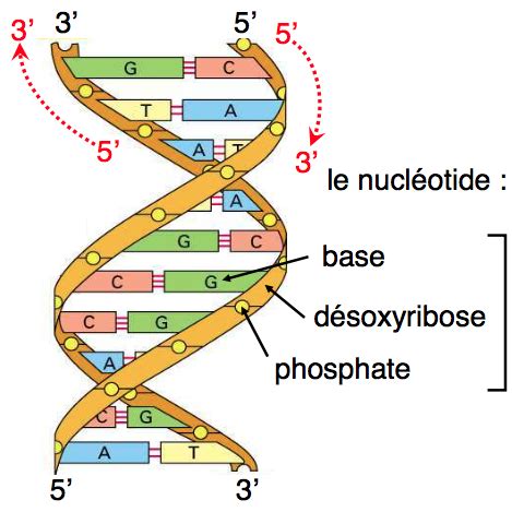 biologie cellulaire et moléculaire 1 Flashcards Quizlet