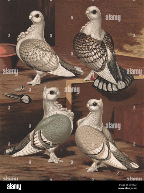 Satinette Hi Res Stock Photography And Images Alamy