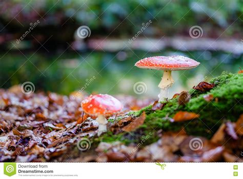 The Red And White Poisonous Toadstool Or Mushroom Called Amanita