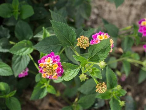 A Guide to Growing and Caring for Texas Lantana - Petal Republic