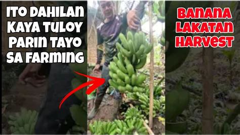 BANANA LAKATAN HARVEST ITO DAHILAN KAYA TULOY PARIN ANG FARMING NATIN