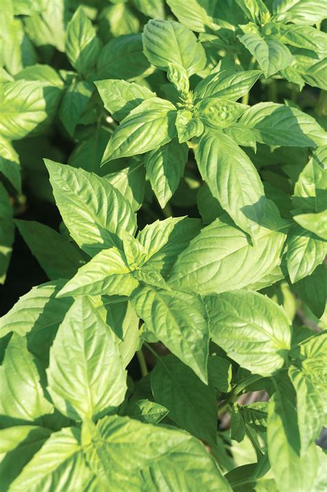 20 Best Types of Basil to Grow for Fresh Flavors