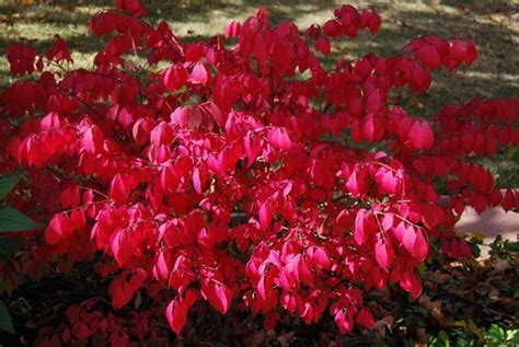 Trzmielina Oskrzydlona Euonymus Alatus Blade Runner C2 40 60cm Flora Skleppl