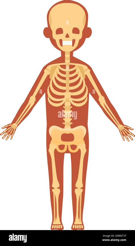 Skeletal System Human Anatomy Illustration Body Bones Isolated On