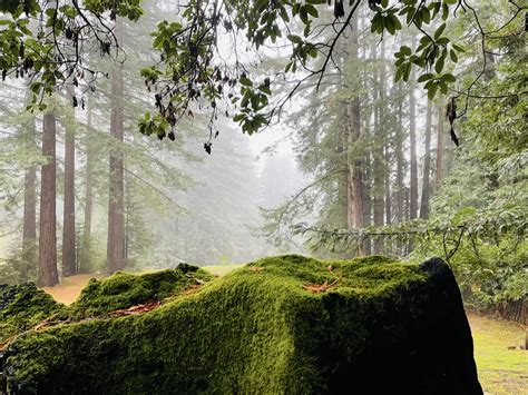 Camp @ Redwood Forest - A Vanlife Community Near Santa Cruz, CA — VAN ...