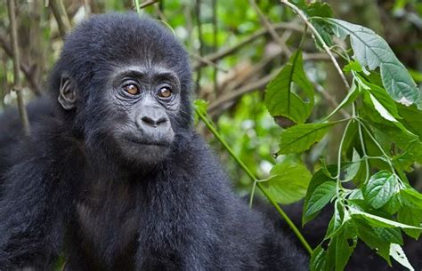 Day Uganda Tour Gorillas Lake Bunyonyi Retreat