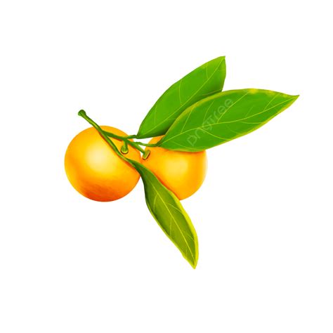 Frutas Y Naranjas Pintadas A Mano Png Dibujos Animados Pintado A