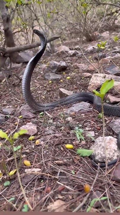 Indianspectaclecobraand🐍🐍🐍🐍🐍🐍🐍🐍🐍🐍😮😮😮😮😮😮😮😮😮😮😮😮😮😮😮😮😮😮 Youtube