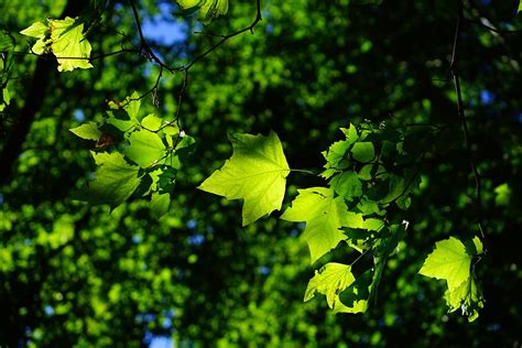 Sycamore Leaves Tree Free Photo On Pixabay