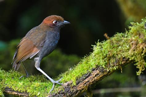 Mindo Ecuador Birdwatching Tours Birding Hotels Cloud Forest