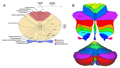 Grey Matter Cerebellum Histology