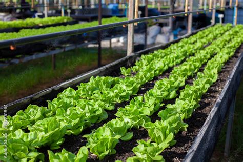 Bok Choy Vegetable Grow Using Hydroponic Method In The Garden Baby Pak