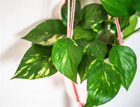 Tips For Growing Ivy Indoors Hedera Helix Watering Care Guide