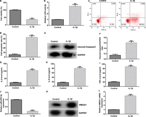 Expression Of Mirna P And Hmga In Il Induced Chon Cells